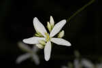 Largeleaf rose gentian